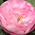 Różowy  - Róże parkowe - Raubritter®